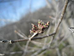 Ulmus × intermedia