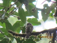 Leptopogon superciliaris