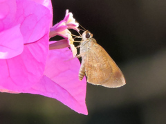 Synapte pecta