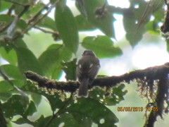 Leptopogon superciliaris