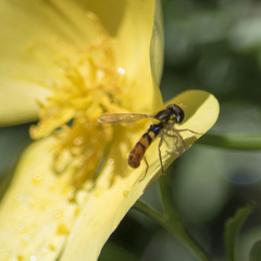 Sphaerophoria pyrrhina