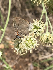 Satyrium favonius