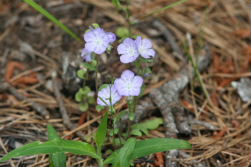 Phacelia strictiflora var. robbinsii