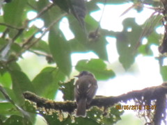 Leptopogon superciliaris