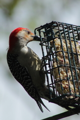 Melanerpes carolinus