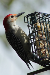 Melanerpes carolinus