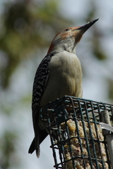 Melanerpes carolinus