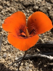 Calochortus kennedyi kennedyi