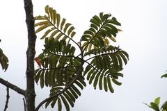 Brunellia subsessilis