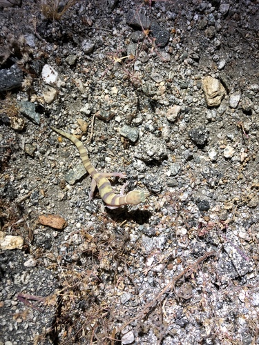 iNaturalist observation photo of Western Banded Gecko