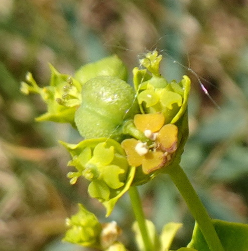 Didžioji karpažolė nuotrauka