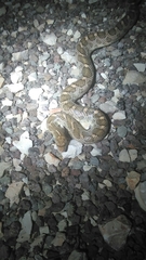 Arizona elegans elegans