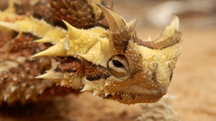 Moloch horridus