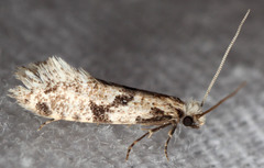Nemapogon granella
