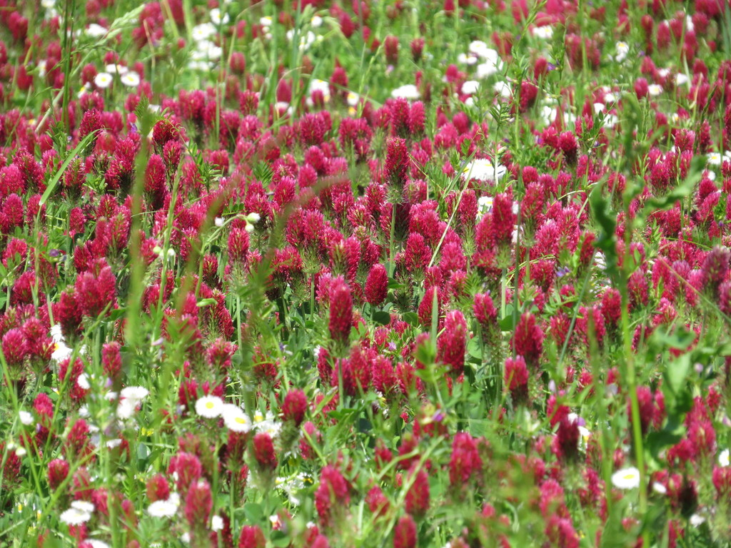 crimson clover from Fulton County, KY, USA on April 28, 2019 at 03:24 ...