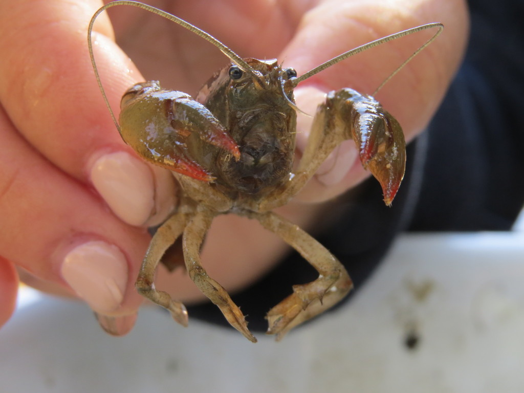 Crawzilla Crawdad