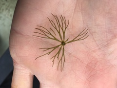 Ceratophyllum