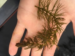 Ceratophyllum