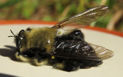 Laphria affinis