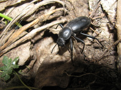Coelocnemis
