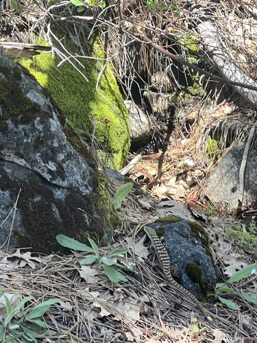 iNaturalist observation photo of California Alligator Lizard