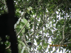 Ramphastos vitellinus