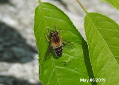 Helophilus eristaloidea