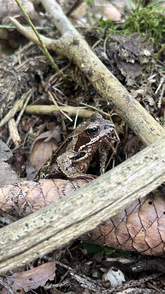 European Common Frog from Hahn bei Marienberg, Rheinland-Pfalz, DE on ...