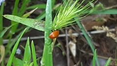 Hippodamia convergens