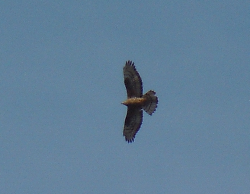 European Honey Buzzard