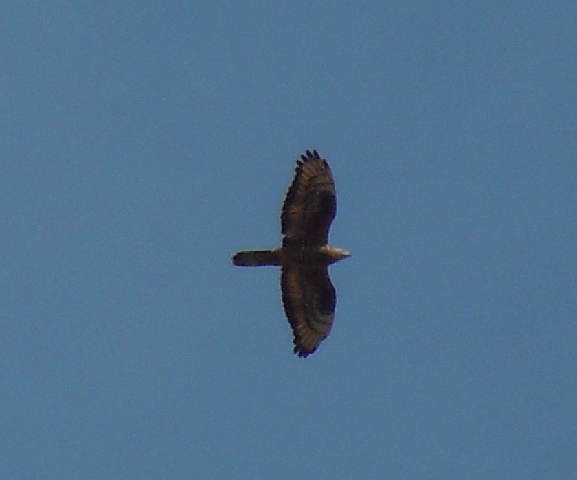 European Honey Buzzard