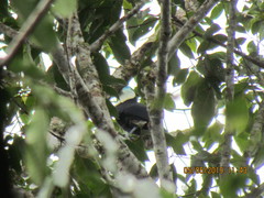 Ramphastos vitellinus
