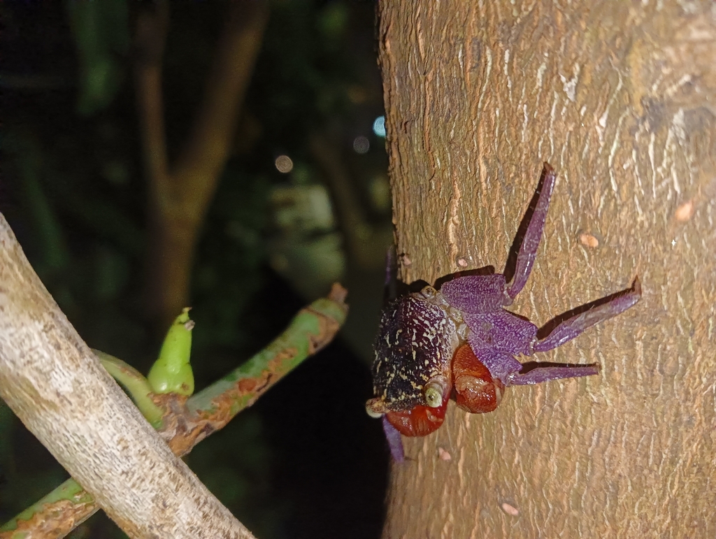 Leptarma biju from Smart Green, Ayyappankavu, Ernakulam, Kochi, Kerala 682018, India on May 13