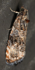 Endothenia