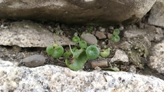 Peperomia peruviana