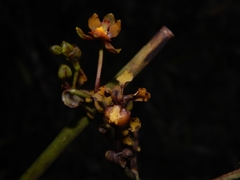 Cyrtochilum cimiciferum