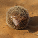 Golden Moles and Tenrecs - Photo (c) Nigel Voaden, some rights reserved (CC BY)