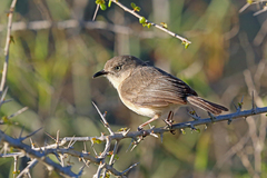 Common Newtonia photo 2