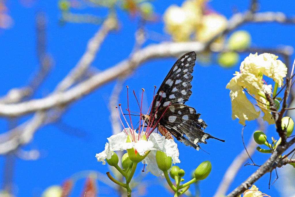 Madagascar Giant Swallowtail