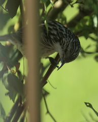 Plectorhyncha lanceolata