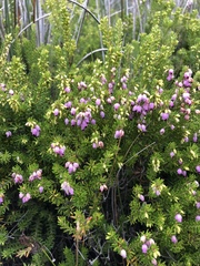 Erica erigena