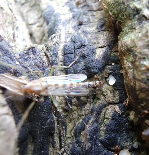 Thick-tailed Non-biting Midge photo 5