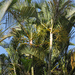 Areca Palm - Photo (c) Cheryl Harleston López Espino, some rights reserved (CC BY-NC-ND), uploaded by Cheryl Harleston López Espino