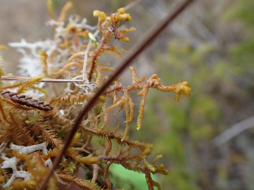 Image of Mastigophora woodsii by no rights reserved