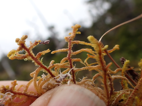 Image of Mastigophora woodsii by no rights reserved