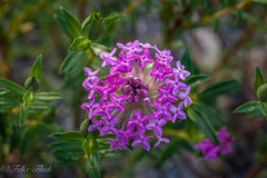 Pimelea rosea