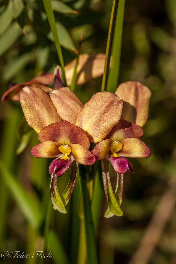 Dunsborough Donkey Orchid