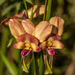 Dunsborough Donkey Orchid - Photo (c) Felix Fleck, some rights reserved (CC BY-NC), uploaded by Felix Fleck