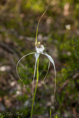Caladenia splendens