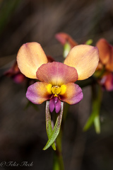 Diuris longifolia